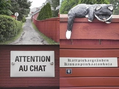 Kissanpiiskaajankuja