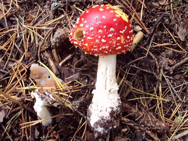 Punakärpässieni