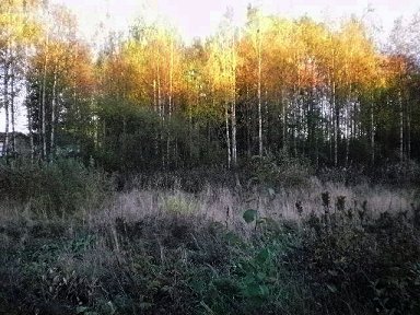 Aurinko