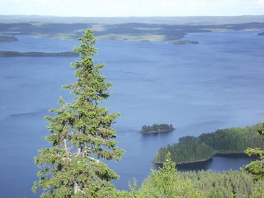 Koli